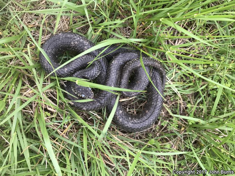 Black Kingsnake (Lampropeltis getula nigra)