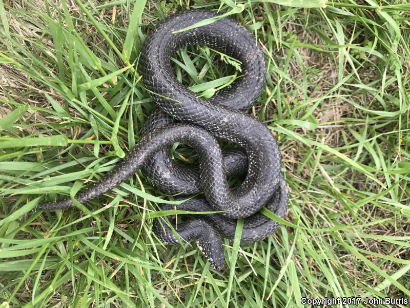 Black Kingsnake (Lampropeltis getula nigra)