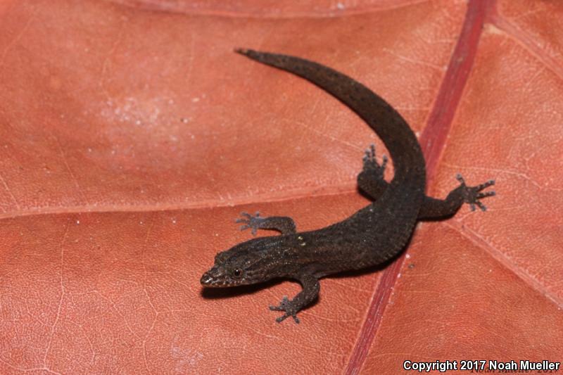 Florida Reef Gecko (Sphaerodactylus notatus notatus)