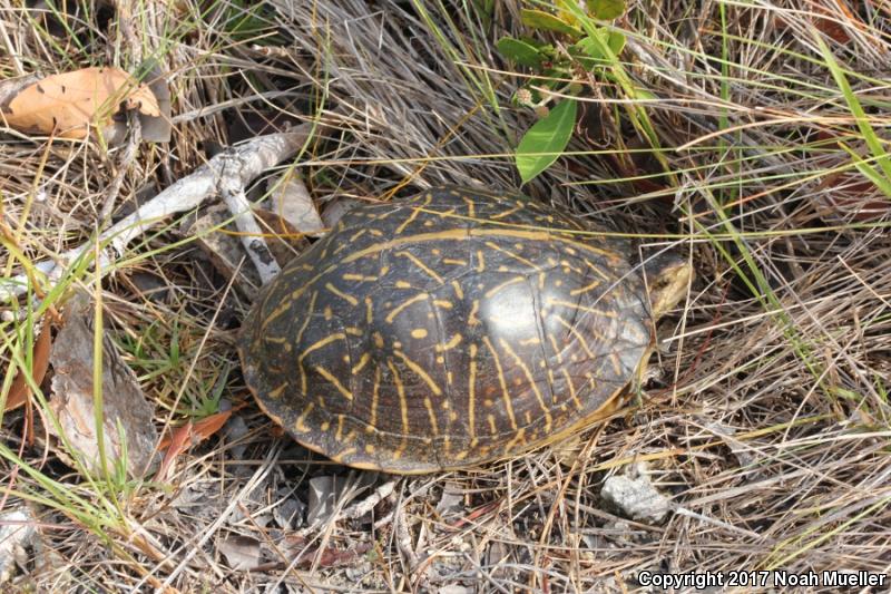 Florida Box Turtle (Terrapene carolina bauri)