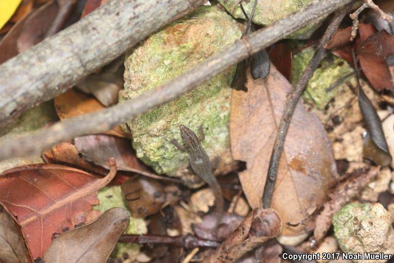 Florida Reef Gecko (Sphaerodactylus notatus notatus)