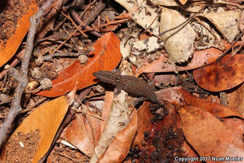 Florida Reef Gecko (Sphaerodactylus notatus notatus)