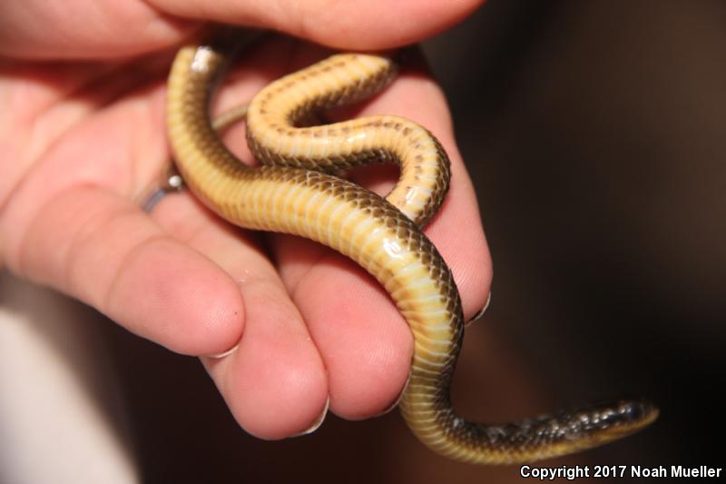 Striped Crayfish Snake (Regina alleni)