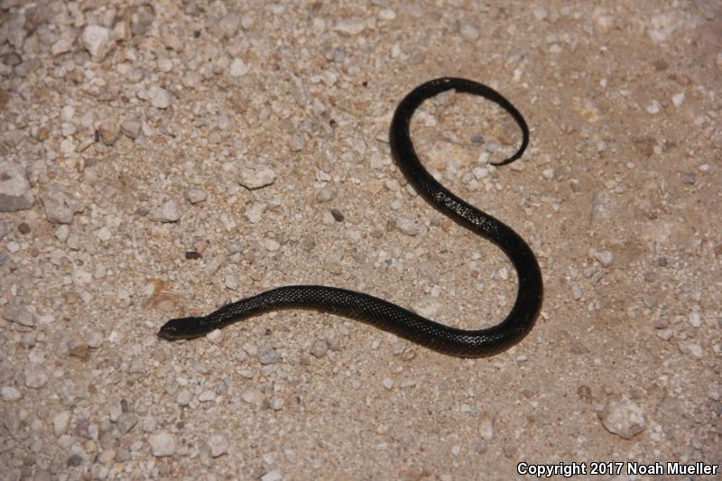 Striped Crayfish Snake (Regina alleni)