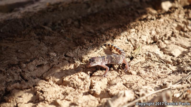 Texas Banded Gecko (Coleonyx brevis)