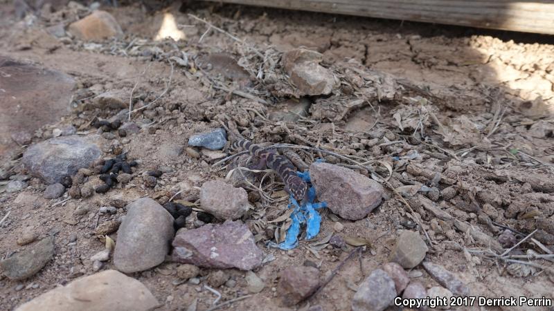 Texas Banded Gecko (Coleonyx brevis)