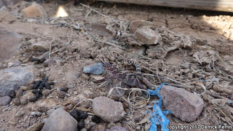 Texas Banded Gecko (Coleonyx brevis)