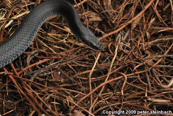 Northern  Black Racer (Coluber constrictor constrictor)