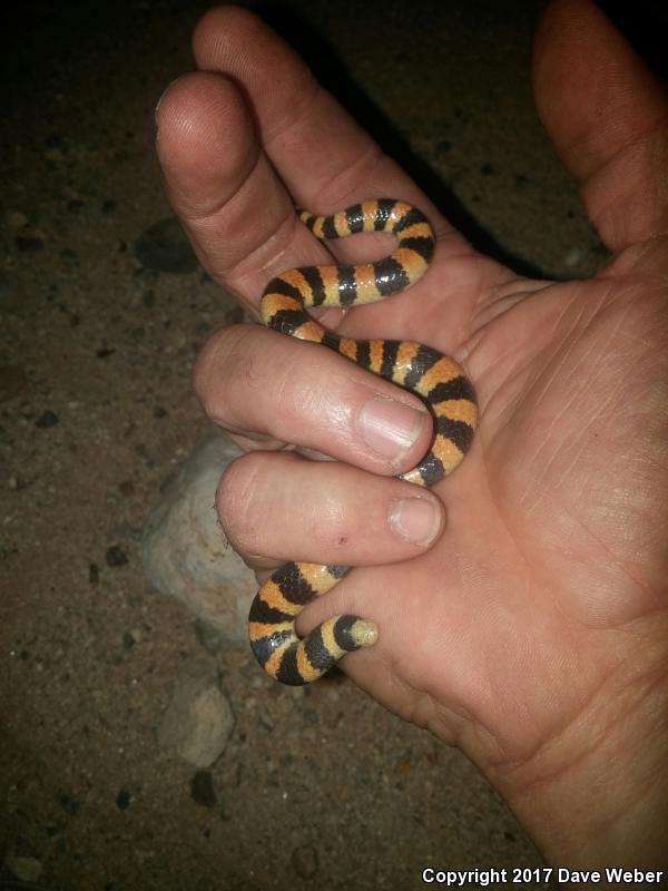 Variable Sandsnake (Chilomeniscus stramineus)