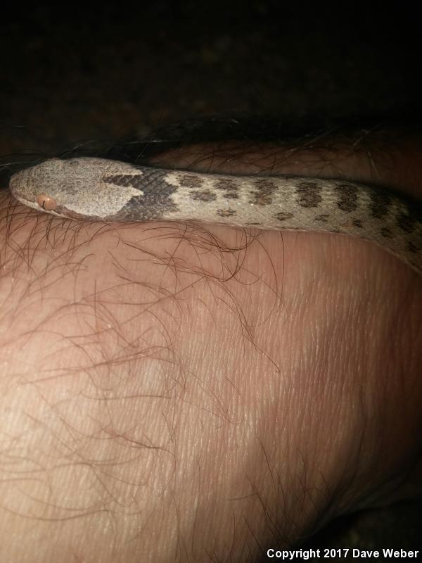 Collar Nightsnake (Hypsiglena torquata)