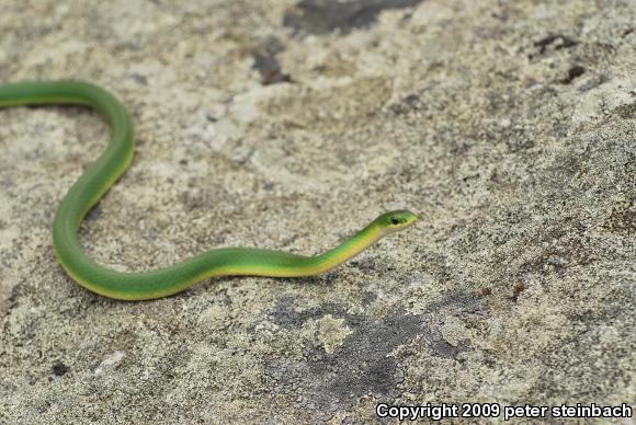 Smooth Greensnake (Opheodrys vernalis)