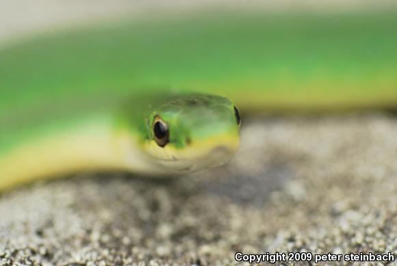 Smooth Greensnake (Opheodrys vernalis)