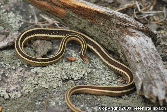 Eastern Ribbonsnake (Thamnophis sauritus sauritus)