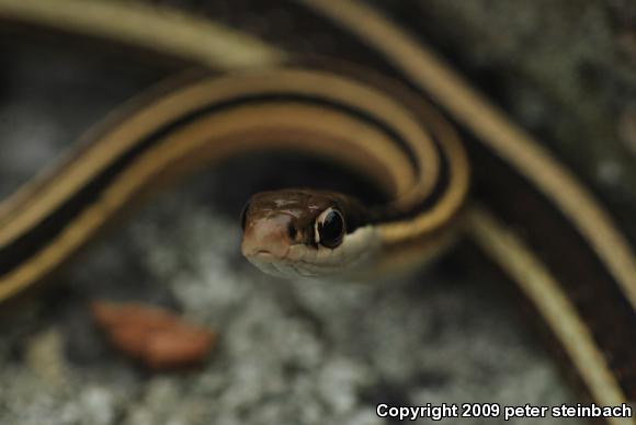 Eastern Ribbonsnake (Thamnophis sauritus sauritus)