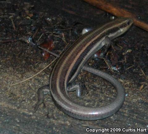 Five-lined Skink (Plestiodon fasciatus)