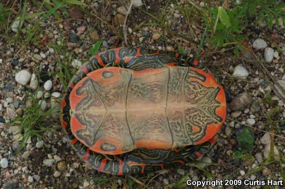 Western Painted Turtle (Chrysemys picta bellii)