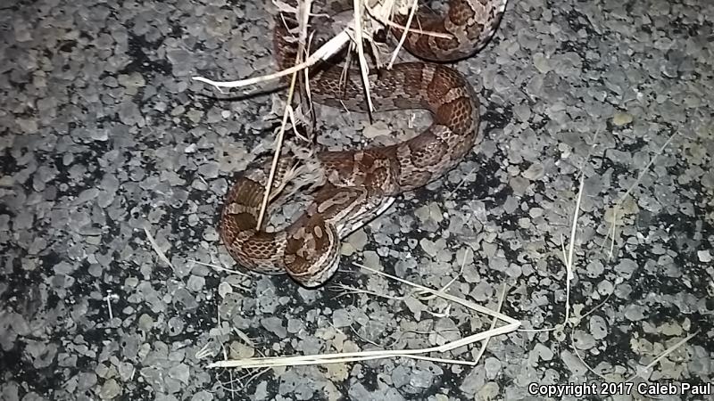 Slowinski's Cornsnake (Pantherophis slowinskii)