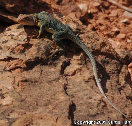 Eastern Collared Lizard (Crotaphytus collaris)