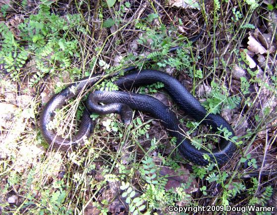 Northern  Black Racer (Coluber constrictor constrictor)