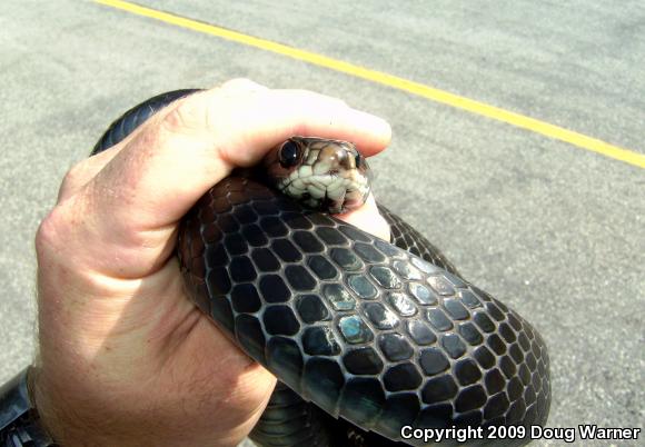 Northern  Black Racer (Coluber constrictor constrictor)