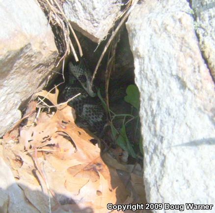 Timber Rattlesnake (Crotalus horridus)