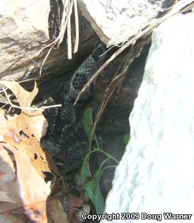 Timber Rattlesnake (Crotalus horridus)