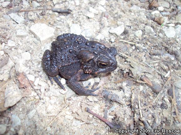 Eastern American Toad (Anaxyrus americanus americanus)