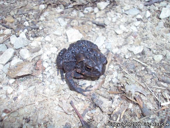 Eastern American Toad (Anaxyrus americanus americanus)