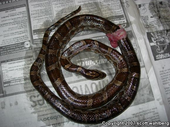 Slowinski's Cornsnake (Pantherophis slowinskii)