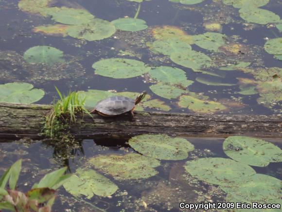 Painted Turtle (Chrysemys picta)