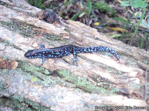 Blue-spotted Salamander (Ambystoma laterale)