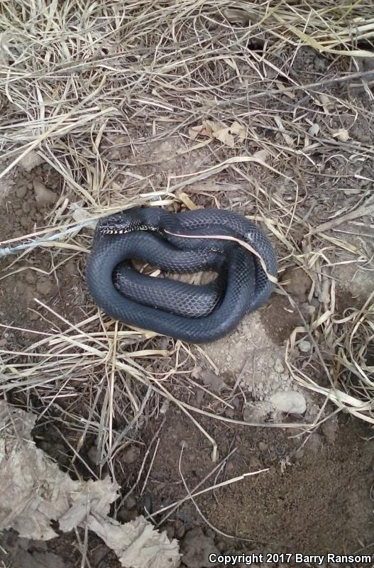 Black Kingsnake (Lampropeltis getula nigra)