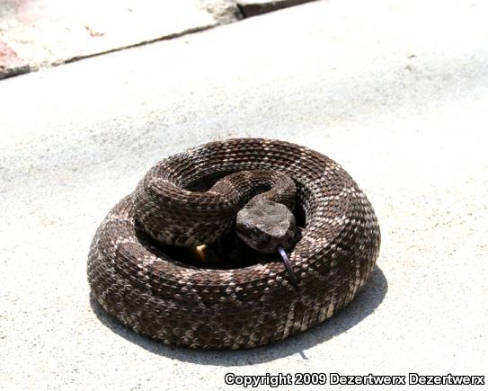 Southern Pacific Rattlesnake (Crotalus oreganus helleri)