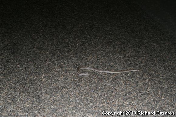 Desert Glossy Snake (Arizona elegans eburnata)