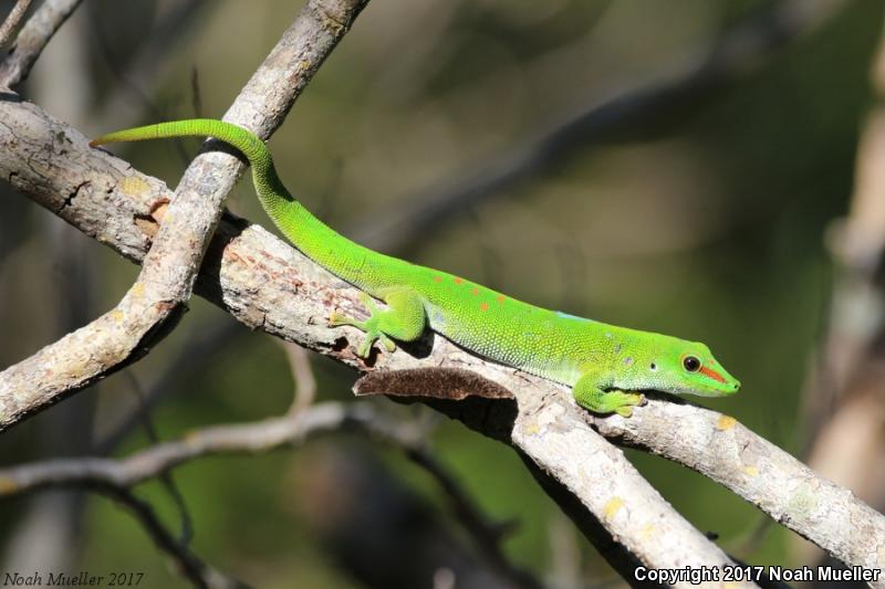 Madagascar Day Gecko (Phelsuma madagascariensis)