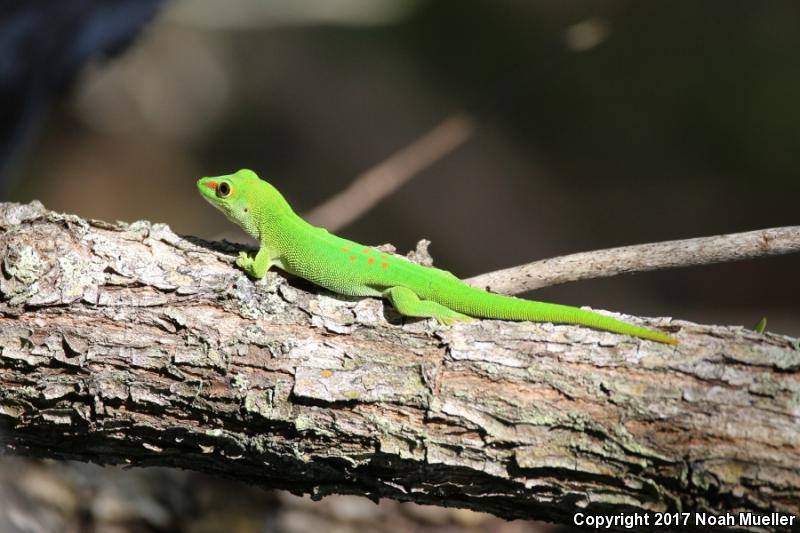 Madagascar Day Gecko (Phelsuma madagascariensis)