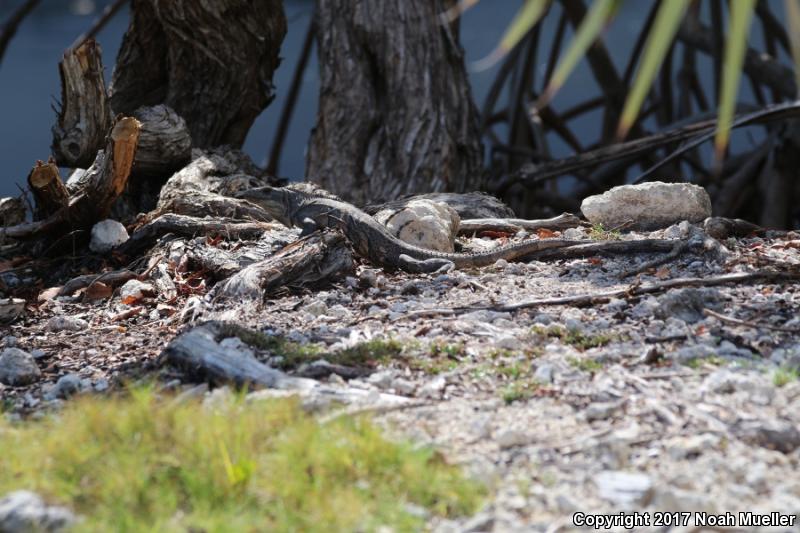 Gray's Spiny-tailed Iguana (Ctenosaura similis)