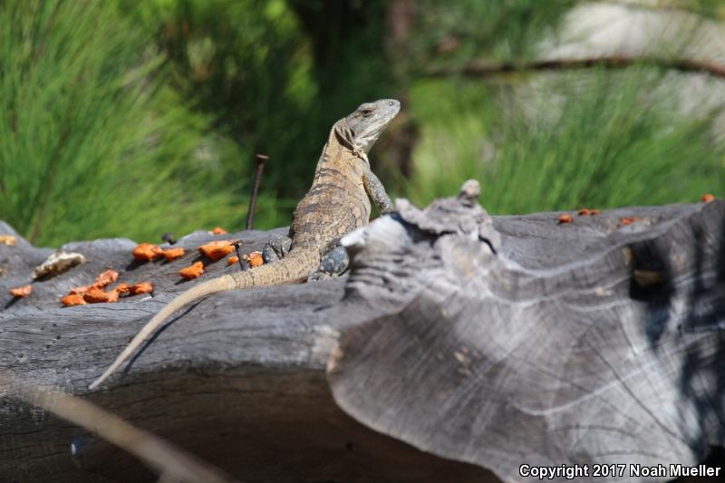 Gray's Spiny-tailed Iguana (Ctenosaura similis)