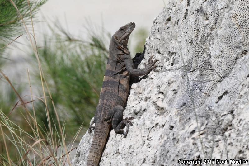 Gray's Spiny-tailed Iguana (Ctenosaura similis)