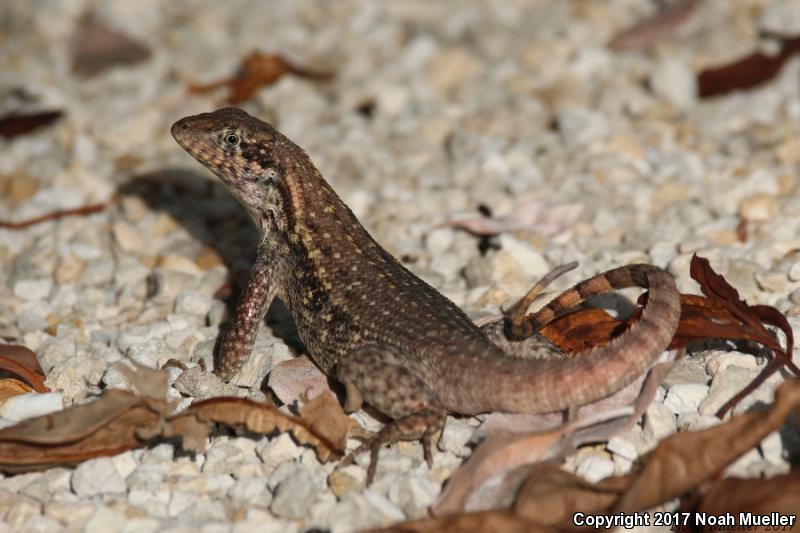 Northern Curly-tailed Lizard (Leiocephalus carinatus)