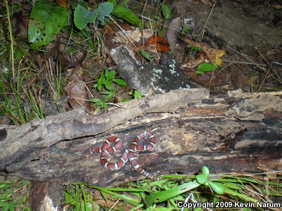 Red Milksnake (Lampropeltis triangulum syspila)