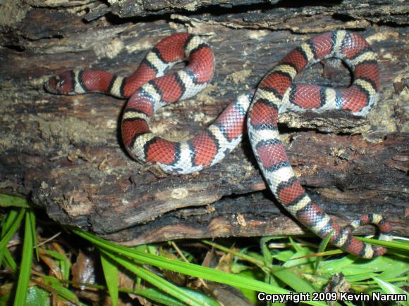 Red Milksnake (Lampropeltis triangulum syspila)