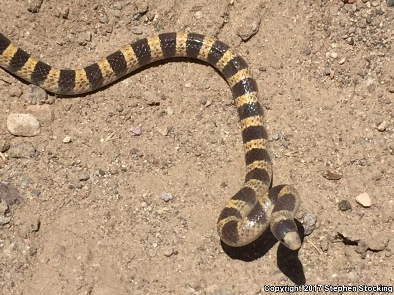 Nevada Shovel-nosed Snake (Chionactis occipitalis talpina)