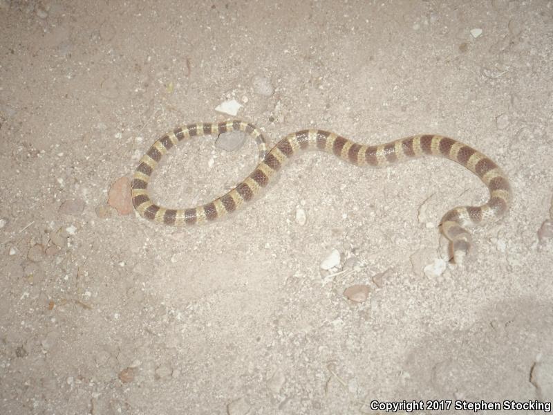 Nevada Shovel-nosed Snake (Chionactis occipitalis talpina)