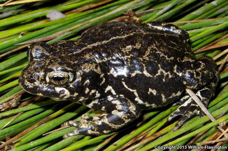 Black Toad (Anaxyrus exsul)