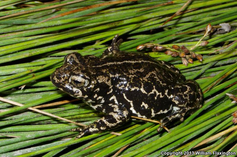 Black Toad (Anaxyrus exsul)