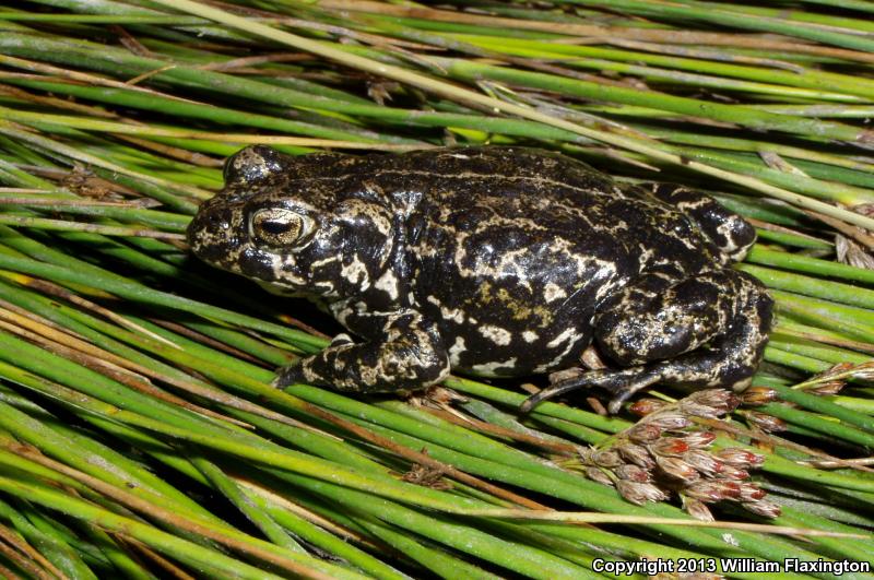 Black Toad (Anaxyrus exsul)