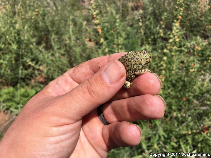 Western Green Toad (Anaxyrus debilis insidior)