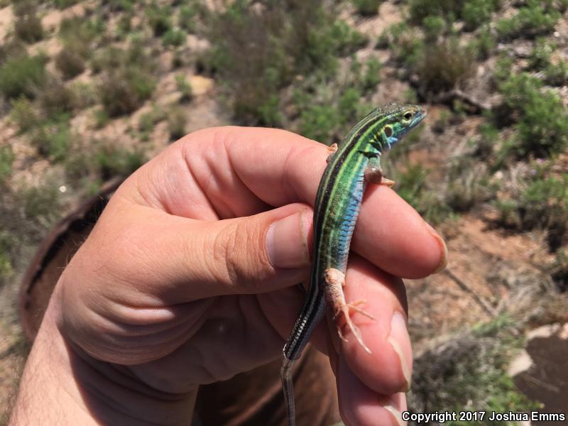 Prairie Racerunner (Aspidoscelis sexlineata viridis)