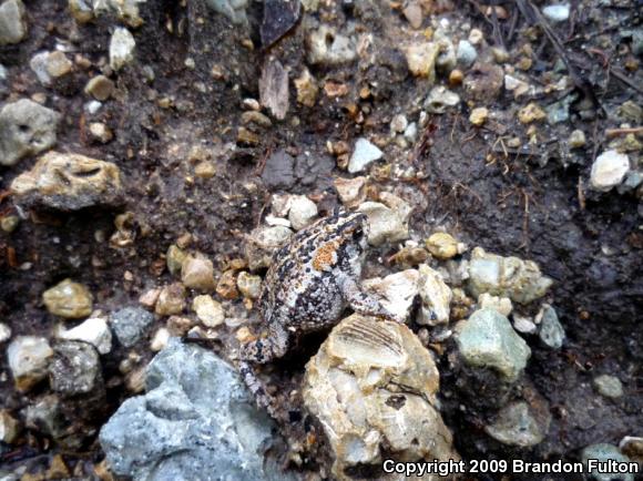 Oak Toad (Anaxyrus quercicus)